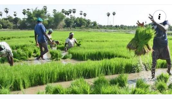 Manoma 40,000 ne a Kano za su amfana da shirin noma na Gwamnatin Taraiya