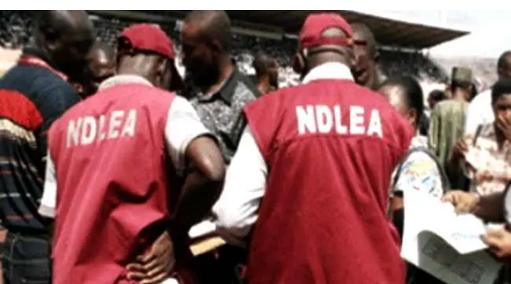 Za mu sa ƙafar wando ɗaya da ƴan siyasar da ke baiwa matasa ƙwaya — NDLEA Za mu sa ƙafar wando ɗaya da ƴan siyasar da ke baiwa matasa ƙwaya — NDLEA