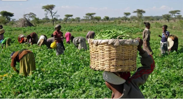 Tsadar taki ta tilastawa manoman Kano komawa noman dawa Tsadar taki ta tilastawa manoman Kano komawa noman dawa