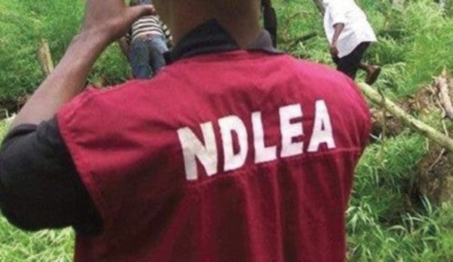 Zaɓen ƙananan hukumomi a Kano: Gwaji ya nuna ƴan takara 20 na shaye-shaye – NDLEA