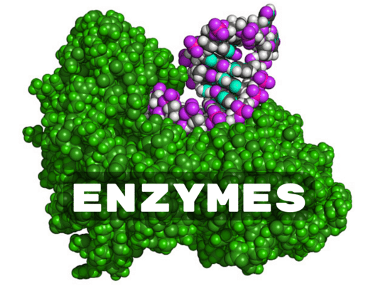 enzymeenzymess