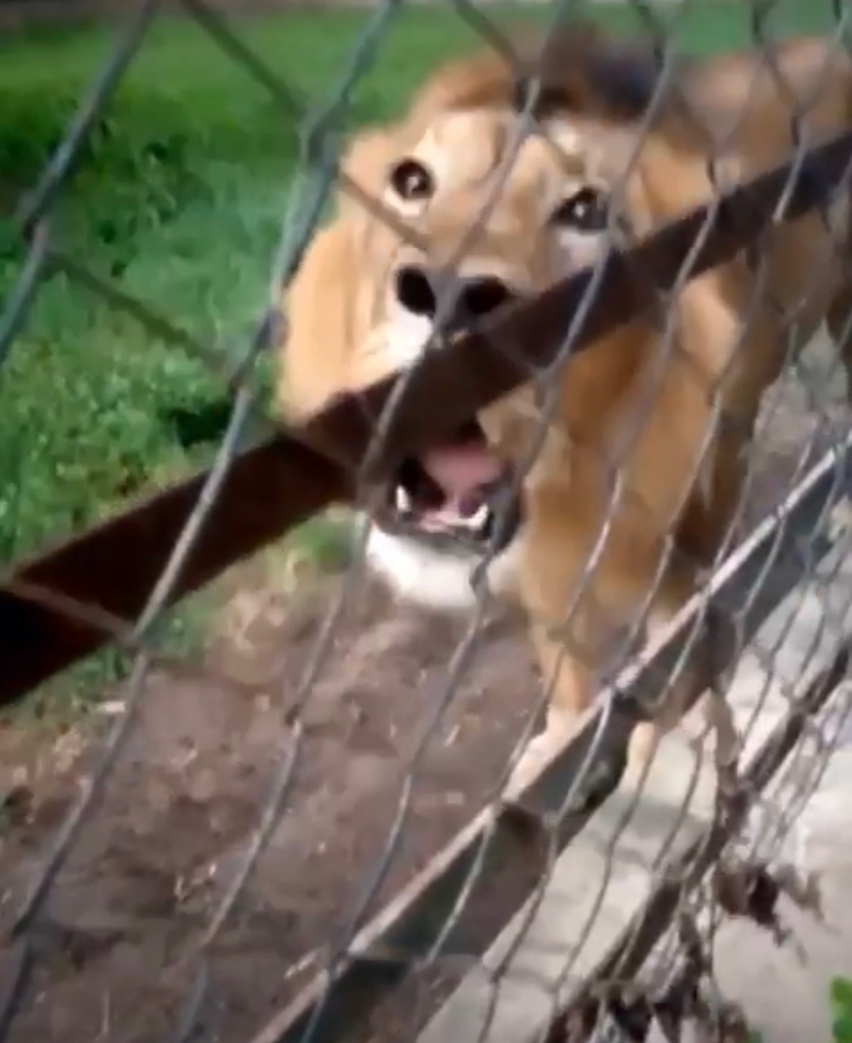 The Kano zoo lion