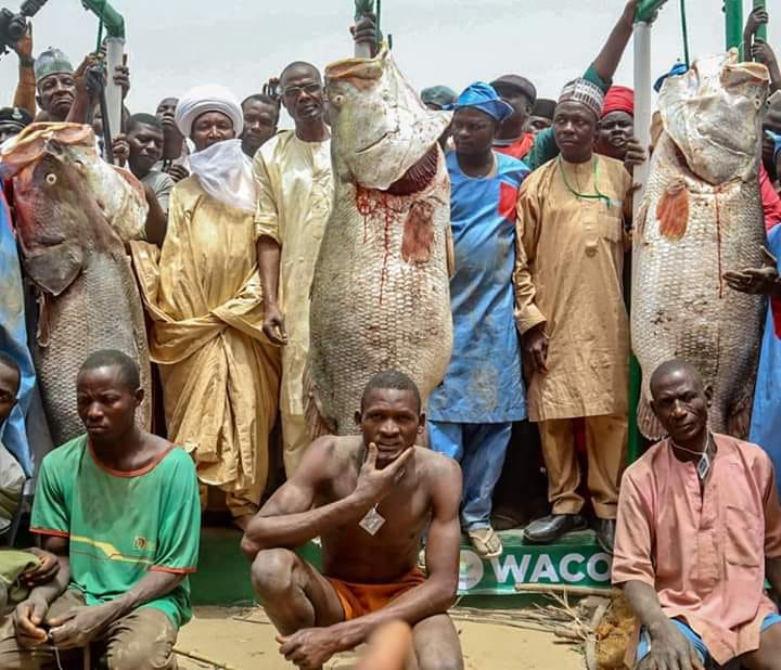 Argungu fishing festival 2020 winners