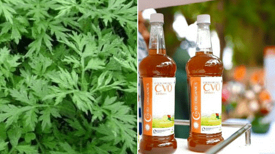 Madagascar’s herbal drug’s plant grows in Nigeria
