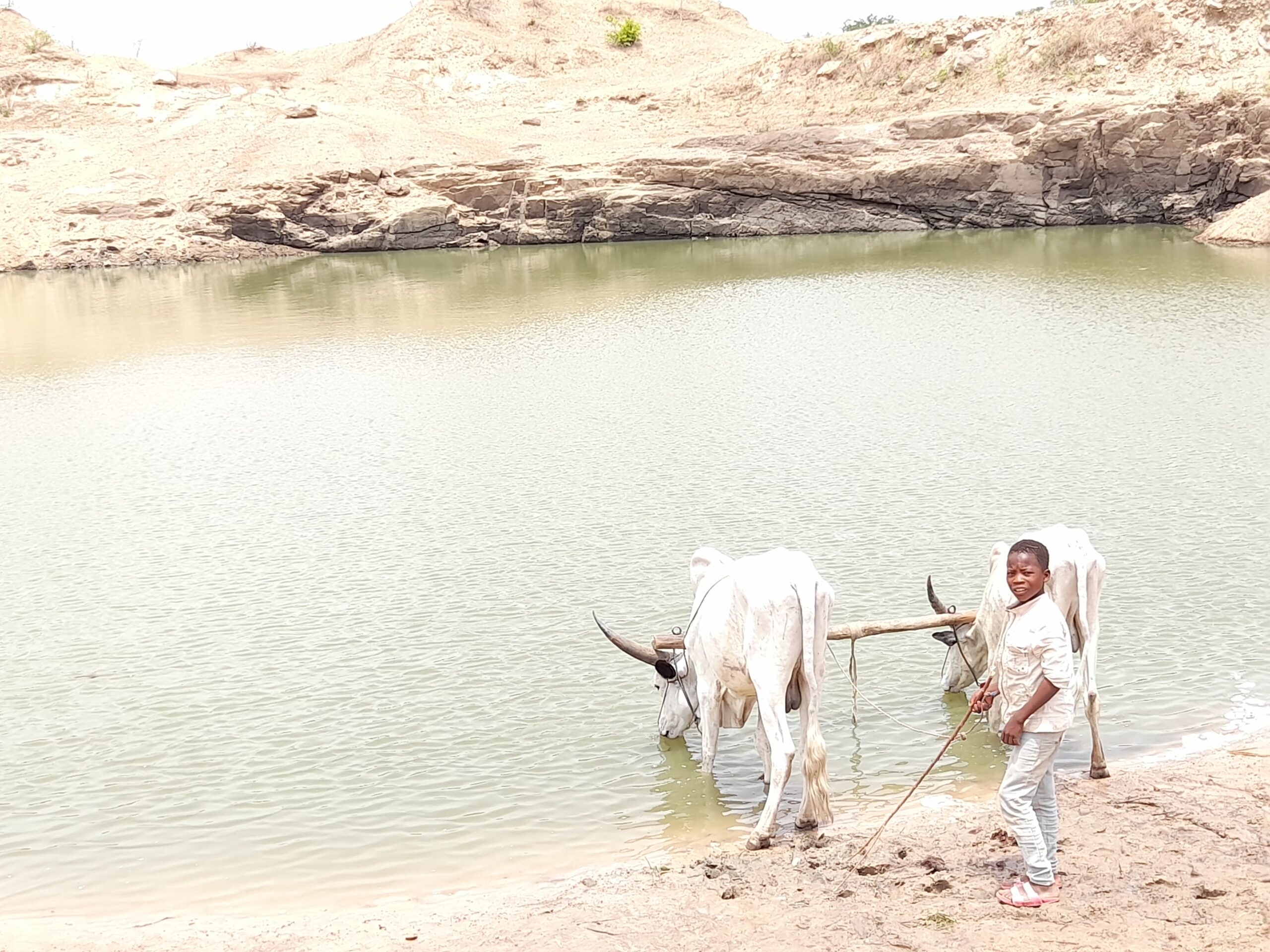 An out-of-school child leads his bullocks to drink from the same human water source at Kanwa Community Warawa LGA Kano State. Photo: Abdulwaheed Sofiullah
