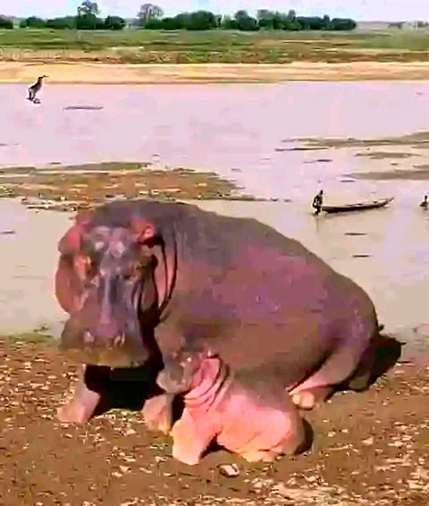 Mother Hippo which attacked and killed Emir of Yauri’s guard in Yauri on Sunday.