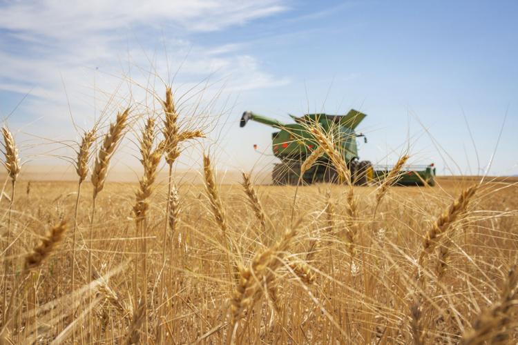 A wheat field