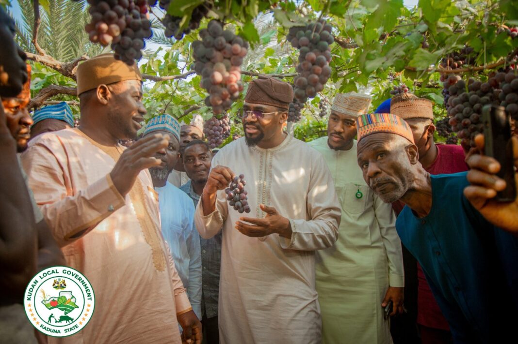 Kudan Local Government chairman (centre) at the Kudan vineyard