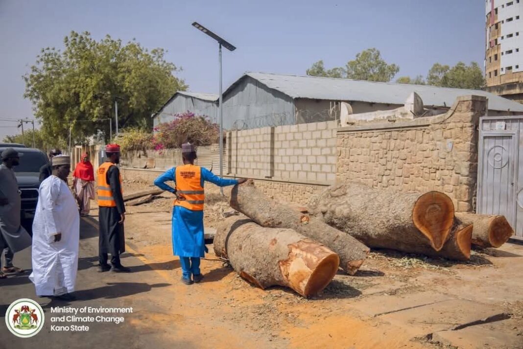 Ministry officials inspecting the logs of trees